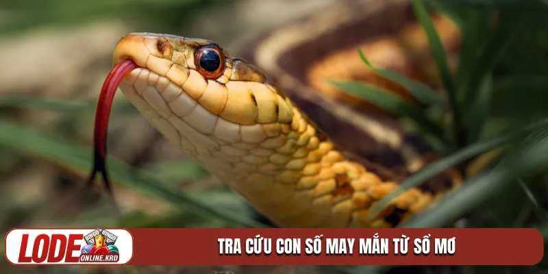 Giải mã giấc mơ thấy rắn và những con số phát tài 2026 2 Tra cứu con số may mắn từ sổ mơ